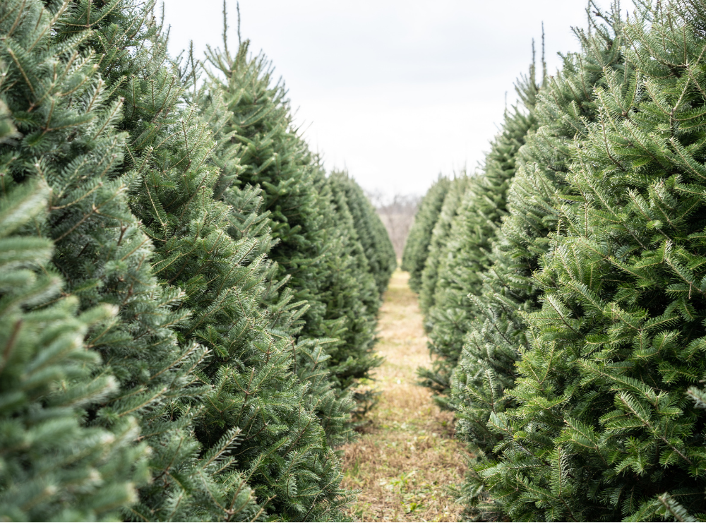 Echte kerstboom of kunstkerstboom: wat is duurzamer?