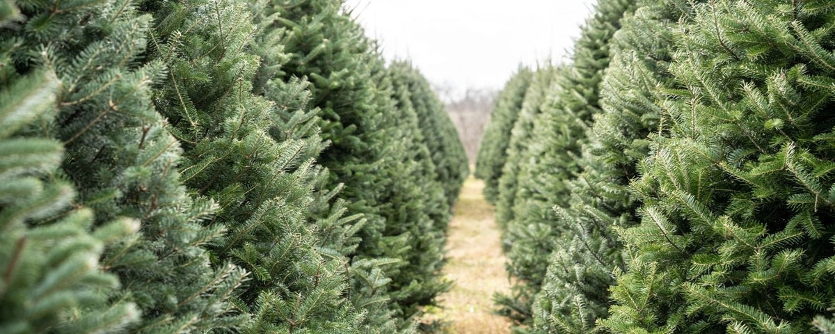 Waarom een kerstboom met kerst?